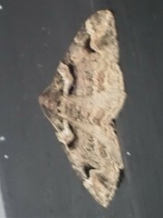 Catarhoe basochesiata