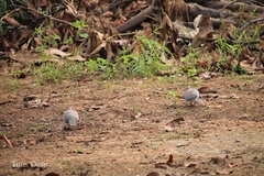 Streptopelia senegalensis
