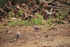 Streptopelia senegalensis