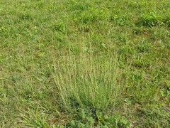 Bothriochloa ischaemum