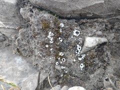 Solorina saccata