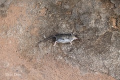 Rodentia