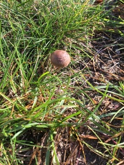 Panaeolus cinctulus