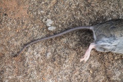 Rodentia
