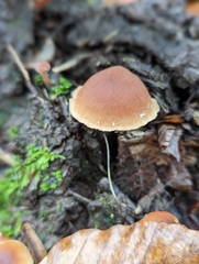 Tubaria furfuracea