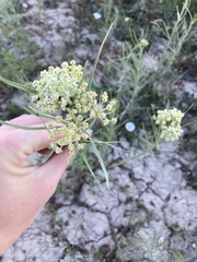 Asclepias subverticillata