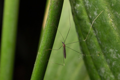 Limoniinae