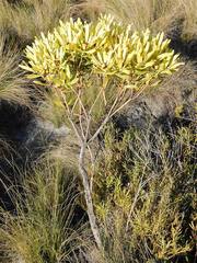 Leucadendron microcephalum