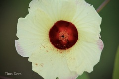 Hibiscus