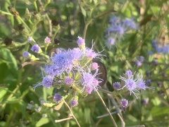 Chromolaena odorata