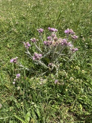 Carduus carlinoides