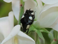 Mausoleopsis amabilis