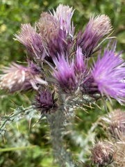 Carduus carlinoides