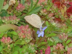 Zizeeria knysna knysna