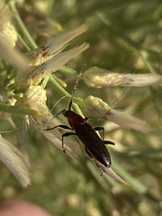 Stenosphenus dolosus