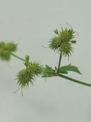 Sanicula marilandica