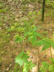 Sanicula marilandica