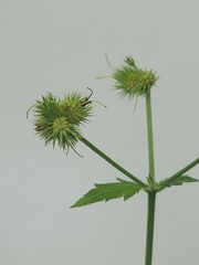 Sanicula marilandica