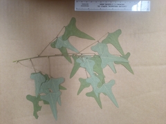Erythrina herbacea
