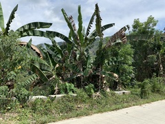 Alocasia macrorrhizos