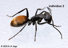 Camponotus chilensis