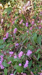 Persicaria pensylvanica