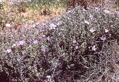 Cistus creticus creticus