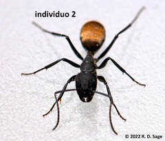 Camponotus chilensis