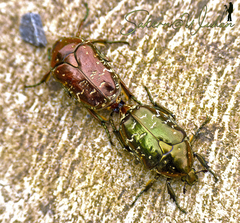 Protaetia brevitarsis