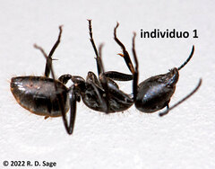 Camponotus chilensis