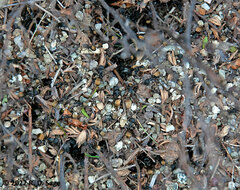 Camponotus chilensis