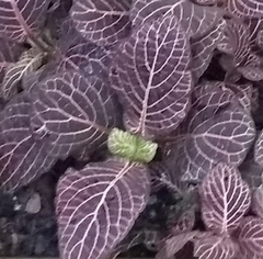Fittonia albivenis