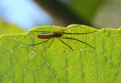 Tetragnathidae