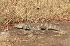 Varanus albigularis albigularis