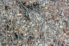 Camponotus chilensis