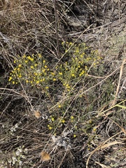 Gutierreziinae