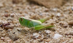 Rhammatocerus viatorius