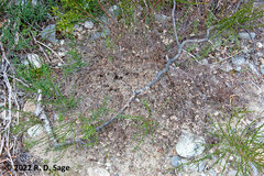 Camponotus chilensis