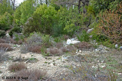 Camponotus chilensis