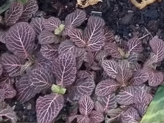 Fittonia albivenis