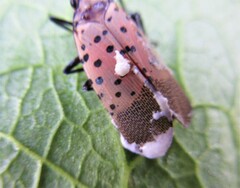 Beauveria bassiana