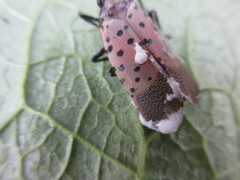 Beauveria bassiana