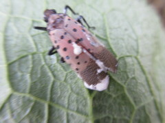 Beauveria bassiana