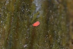 Bilobella braunerae