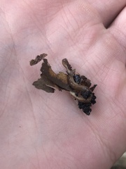 Caenoplana