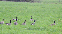 Branta hutchinsii leucopareia