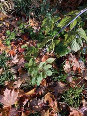 Rubus occidentalis