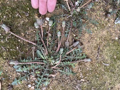 Asteraceae