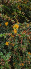 Berberis darwinii