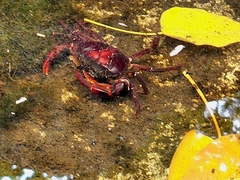 Sayamia bangkokensis